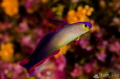   Purple Fire Goby Decorate DartfishKamigusuku Tokashiki Island Goby/  